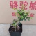 榆树造型绿植盆栽基地直销一件起发货靓造型美