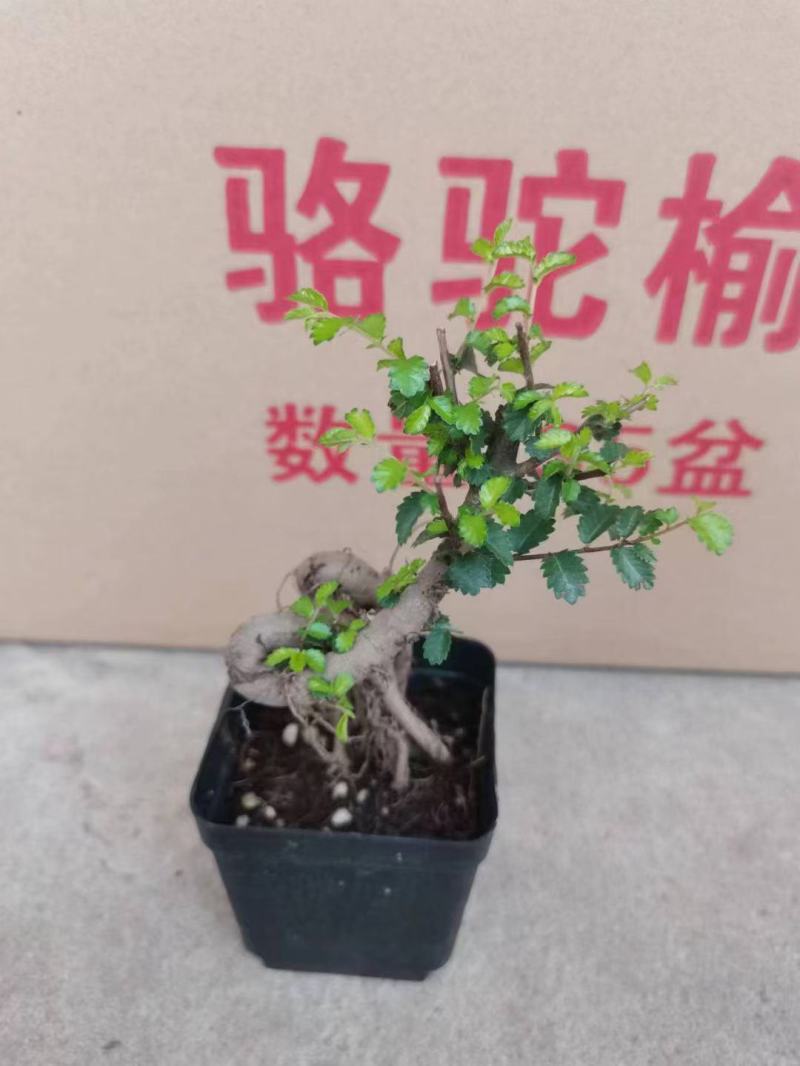 榆树造型绿植盆栽基地直销一件起发货靓造型美
