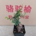 榆树造型绿植盆栽基地直销一件起发货靓造型美