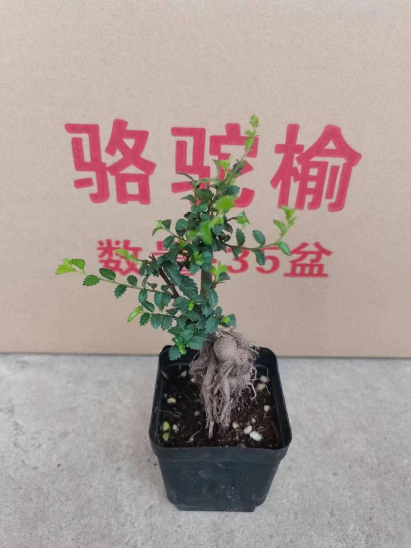 榆树造型绿植盆栽基地直销一件起发货靓造型美