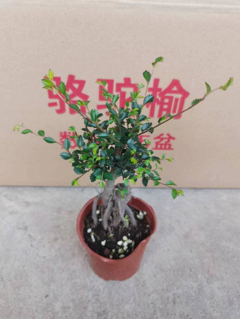 榆树造型绿植盆栽基地直销一件起发货靓造型美