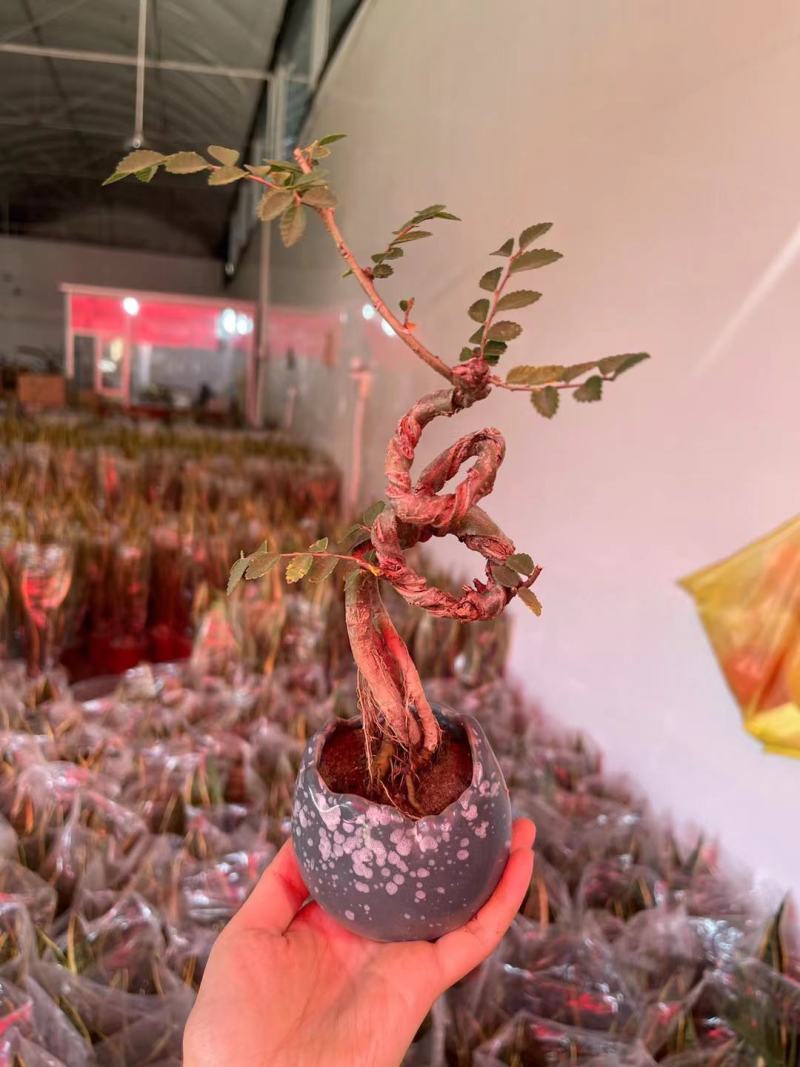 榆树造型绿植盆栽基地直销一件起发货靓造型美