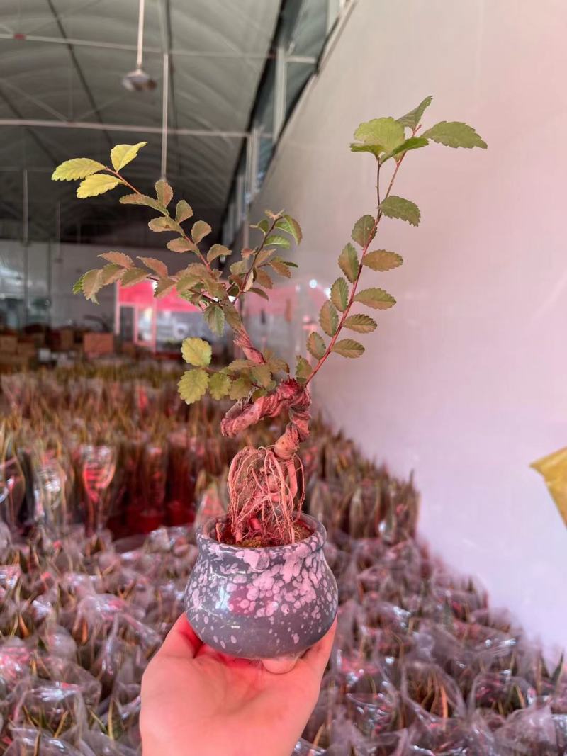 榆树造型绿植盆栽基地直销一件起发货靓造型美