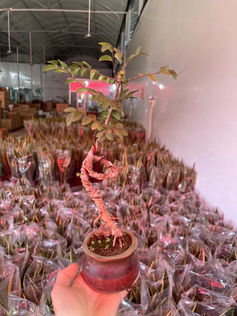 榆树造型绿植盆栽基地直销一件起发货靓造型美