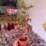 榆树造型绿植盆栽基地直销一件起发货靓造型美