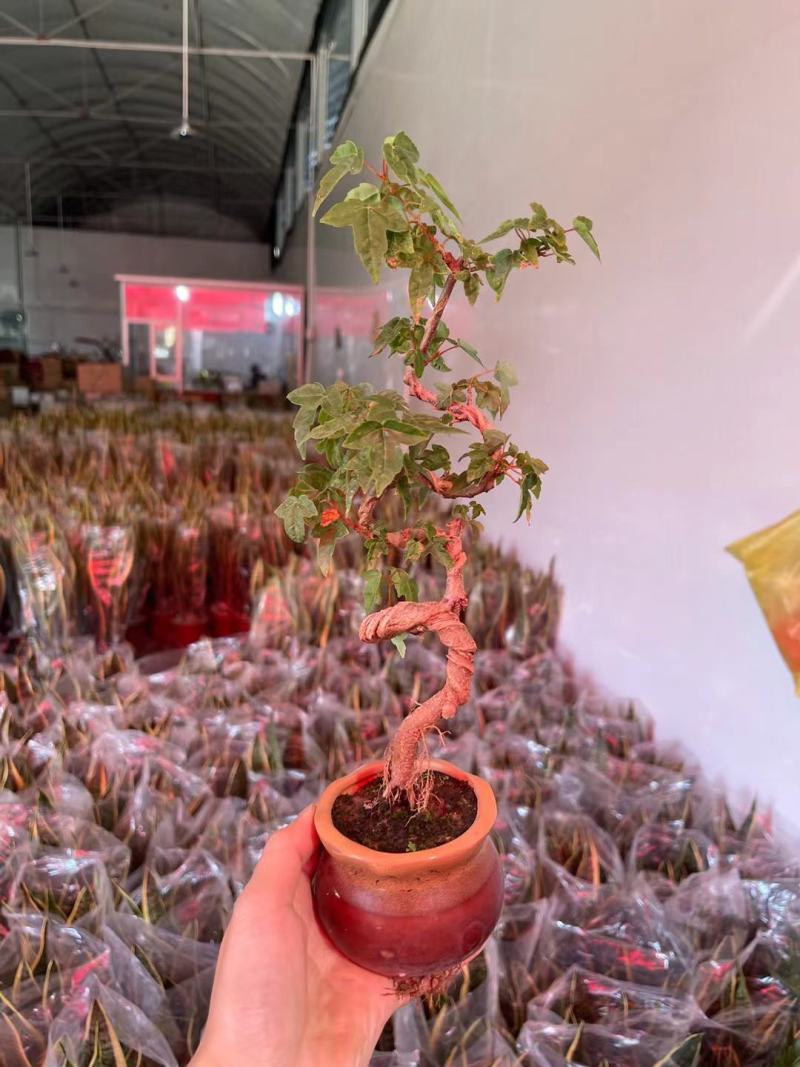 榆树造型绿植盆栽基地直销一件起发货靓造型美