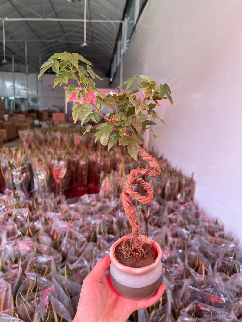榆树造型绿植盆栽基地直销一件起发货靓造型美