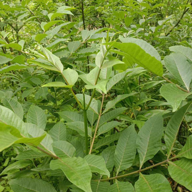 自产自销的中花吴茱萸苗，质量好，价格便。