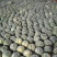 麒麟西瓜美都夏县西瓜甜蜜蜜8424代收一件起批全国包邮