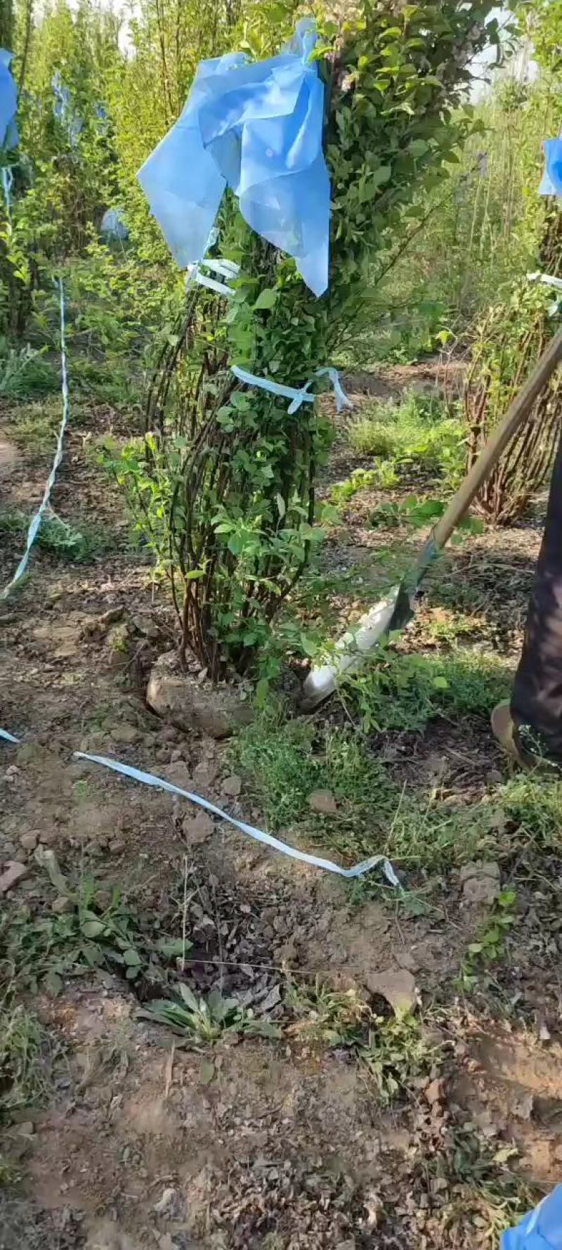 大量销售1.5-2米丛生榆叶梅，大堆多分枝