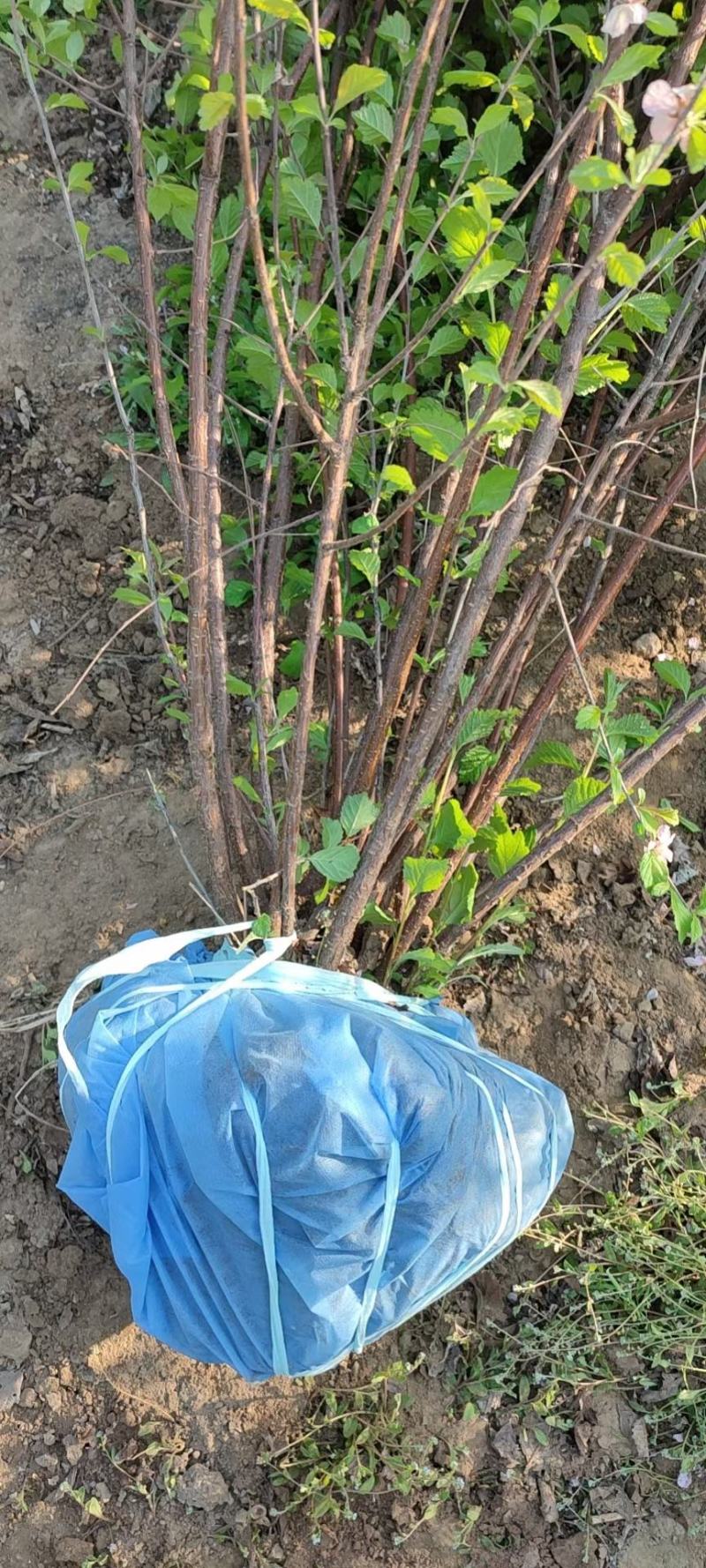 大量销售1.5-2米丛生榆叶梅，大堆多分枝
