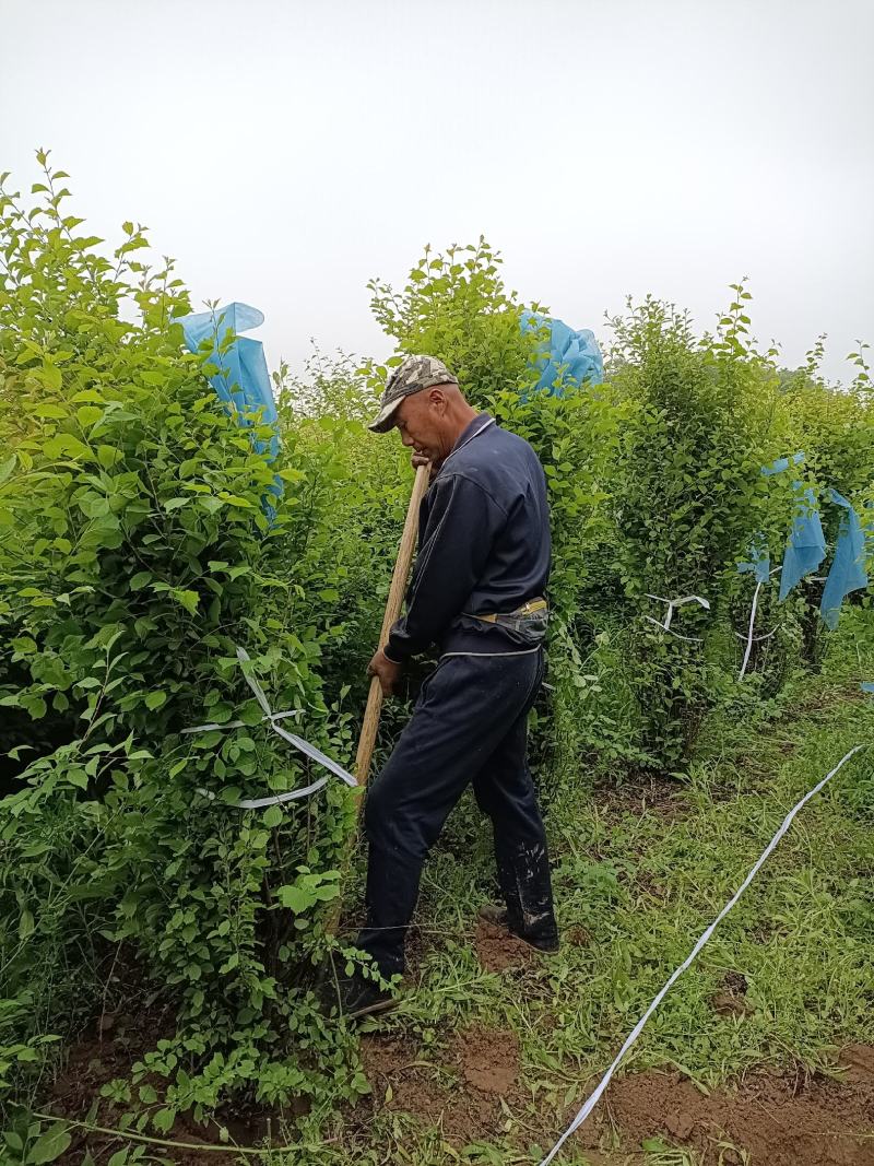 大量销售1.5-2米丛生榆叶梅，大堆多分枝