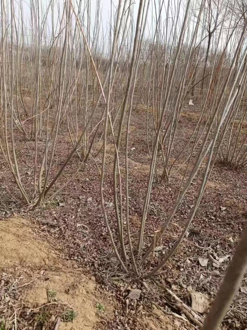 高1.2-2米丛生紫穗槐，大堆苗，紫穗槐苗