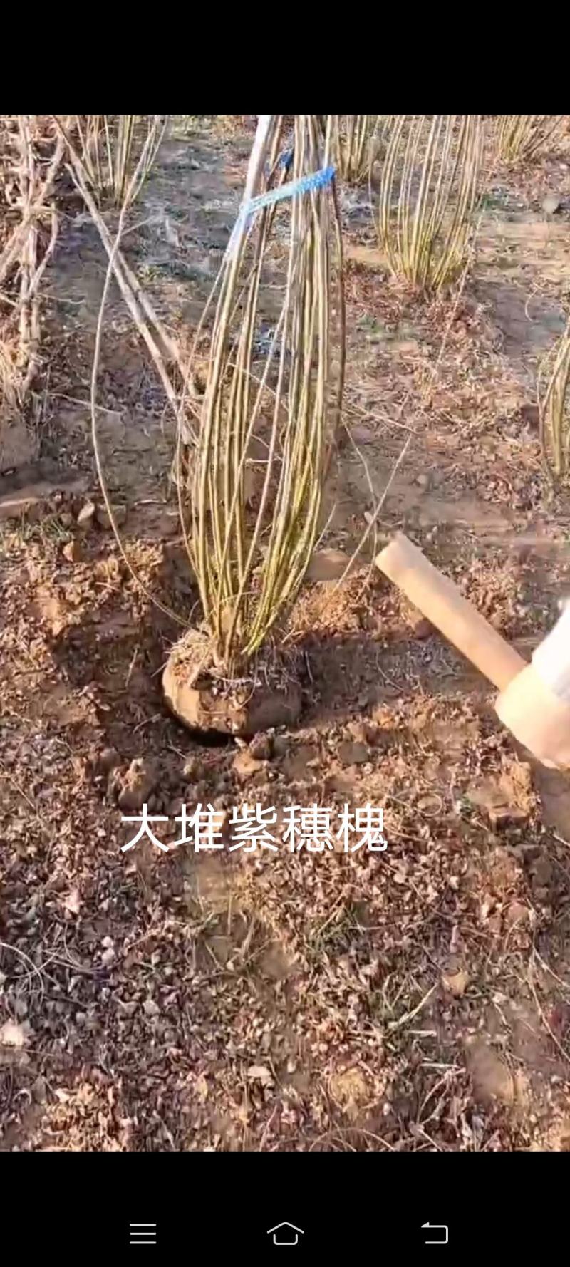 高1.2-2米丛生紫穗槐，大堆苗，紫穗槐苗