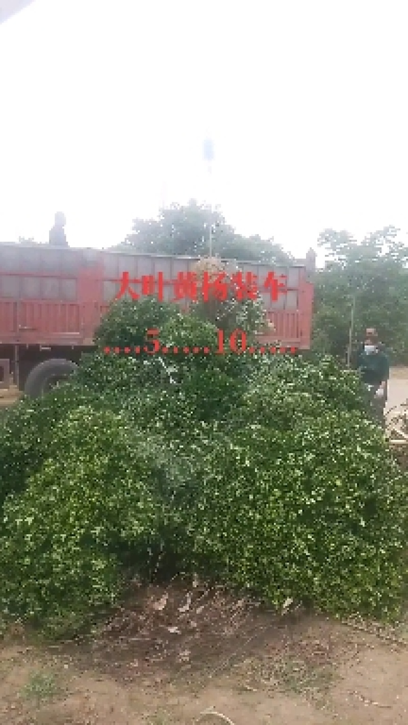 精品大叶黄杨球，1一2米冠幅净球，海量供应