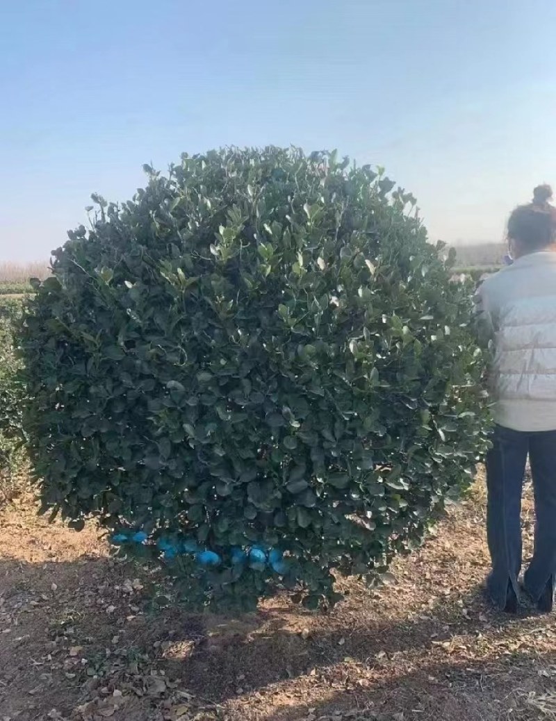 精品大叶黄杨球，1一2米冠幅净球，海量供应