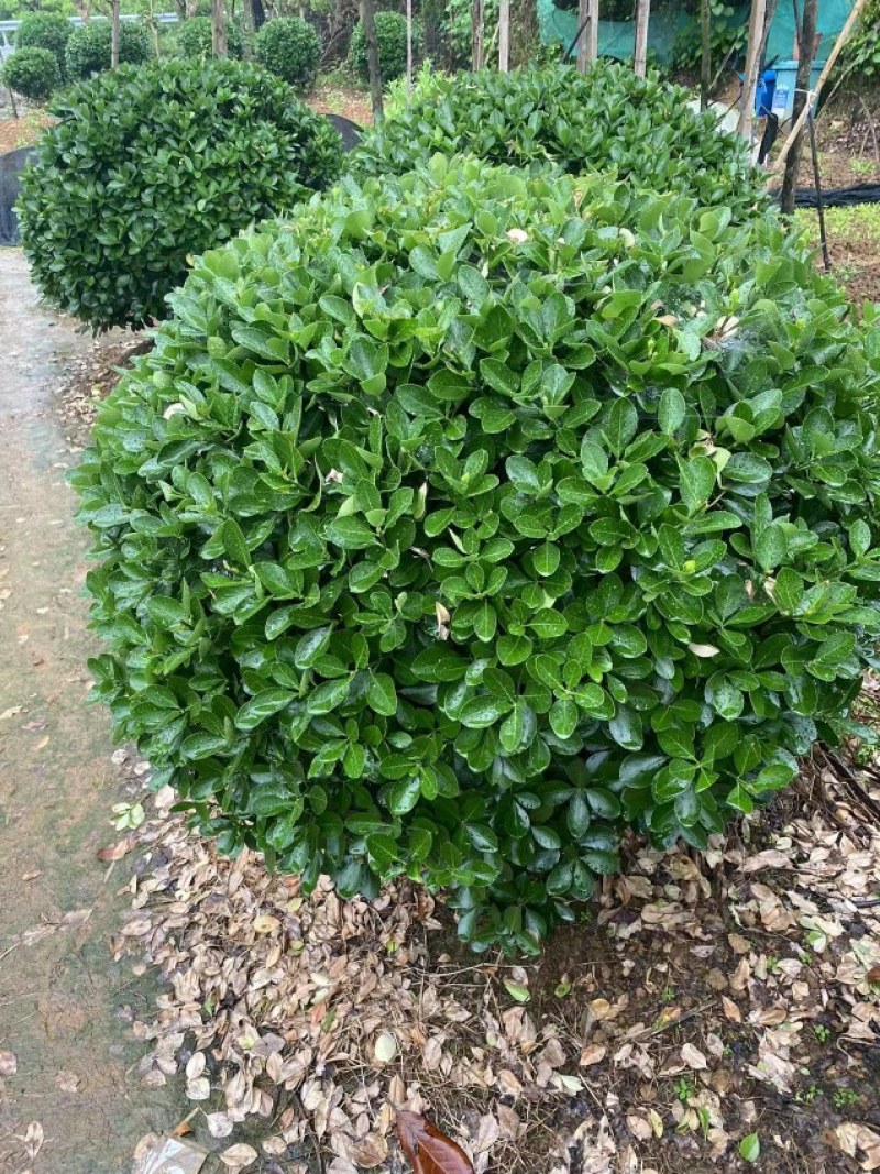 精品大叶黄杨球，1一2米冠幅净球，海量供应