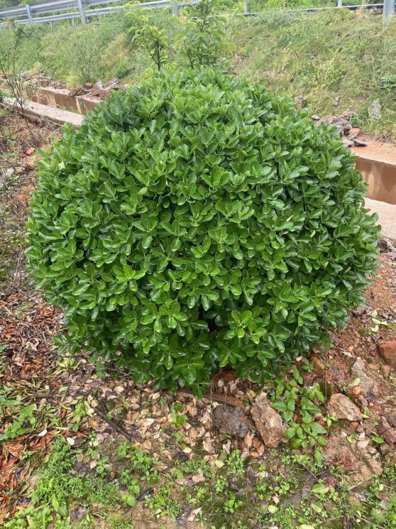 精品大叶黄杨球，1一2米冠幅净球，海量供应