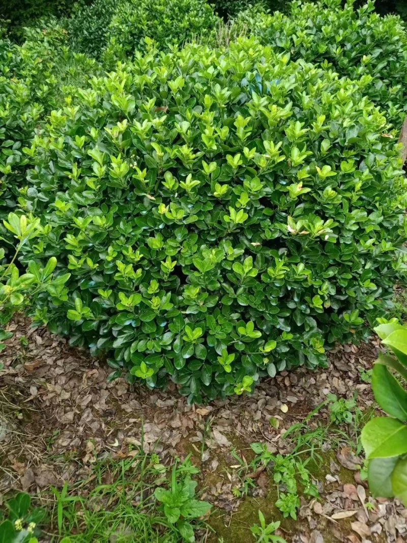 精品大叶黄杨球，1一2米冠幅净球，海量供应