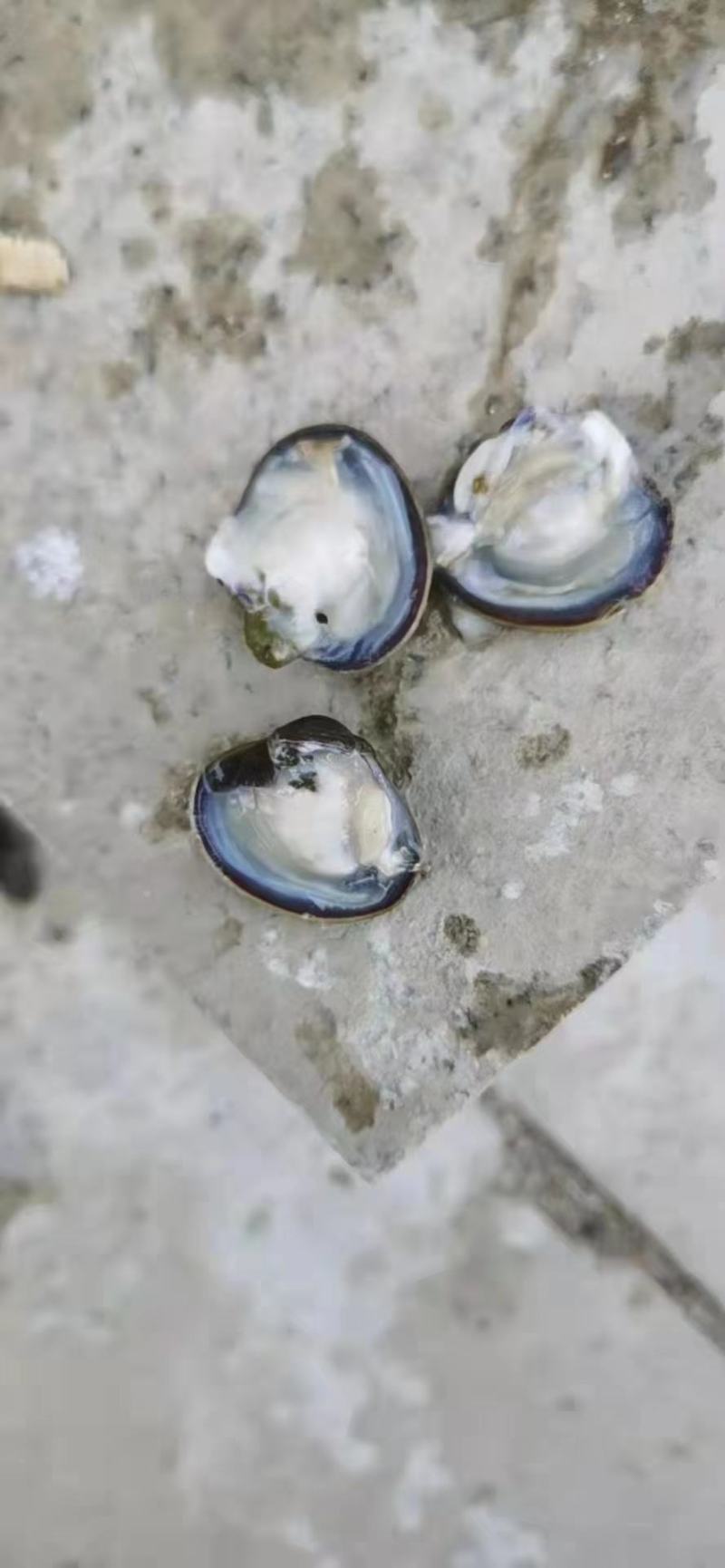 淡水黄沙蚬