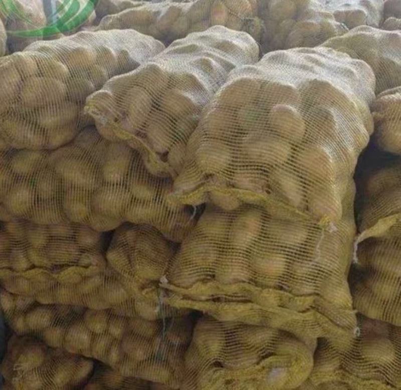 土豆，荷兰十五，黄心土豆，中薯5号，等，品种多多