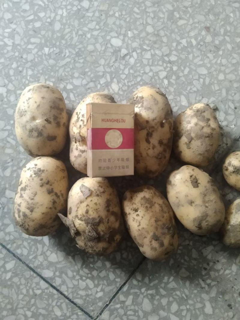 土豆，荷兰十五，黄心土豆，中薯5号，等，品种多多