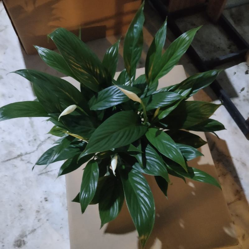 美酒白掌90-100-110-120-140多规格质量好
