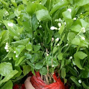 重瓣茉莉花盆栽浓香型室内绿植花卉盆景驱蚊驱虫四季开花好养