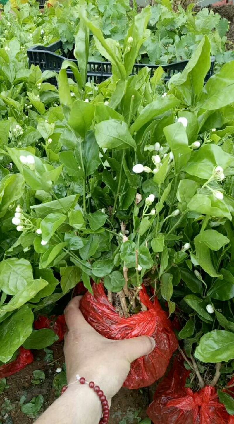 重瓣茉莉花盆栽浓香型室内绿植花卉盆景驱蚊驱虫四季开花好养