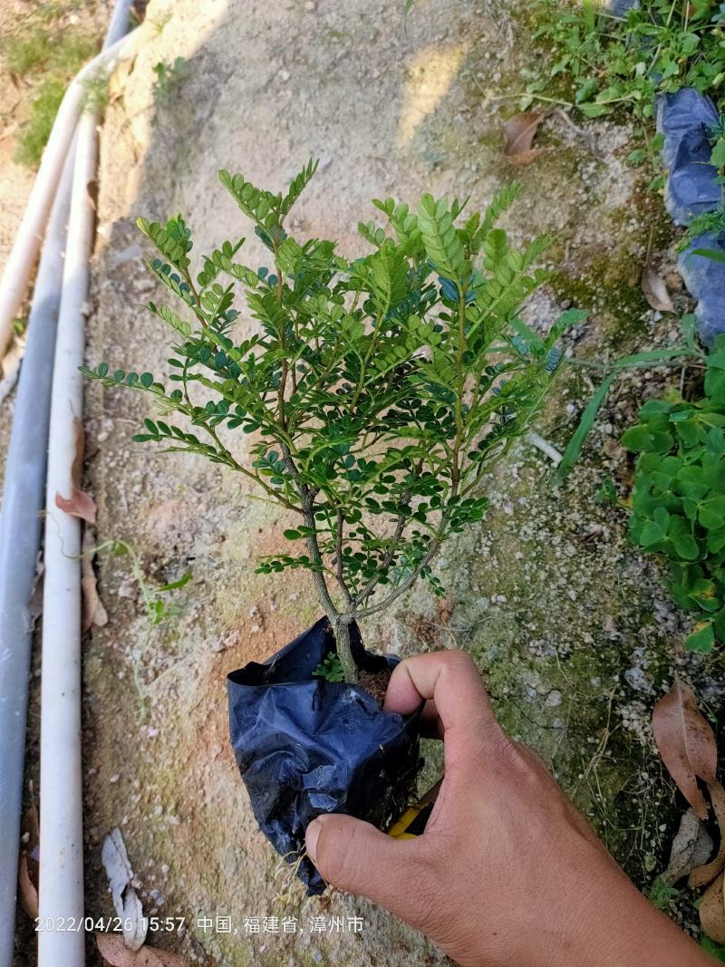 胡椒木