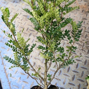 胡椒木