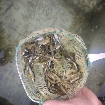 白洋淀小虾米鱼