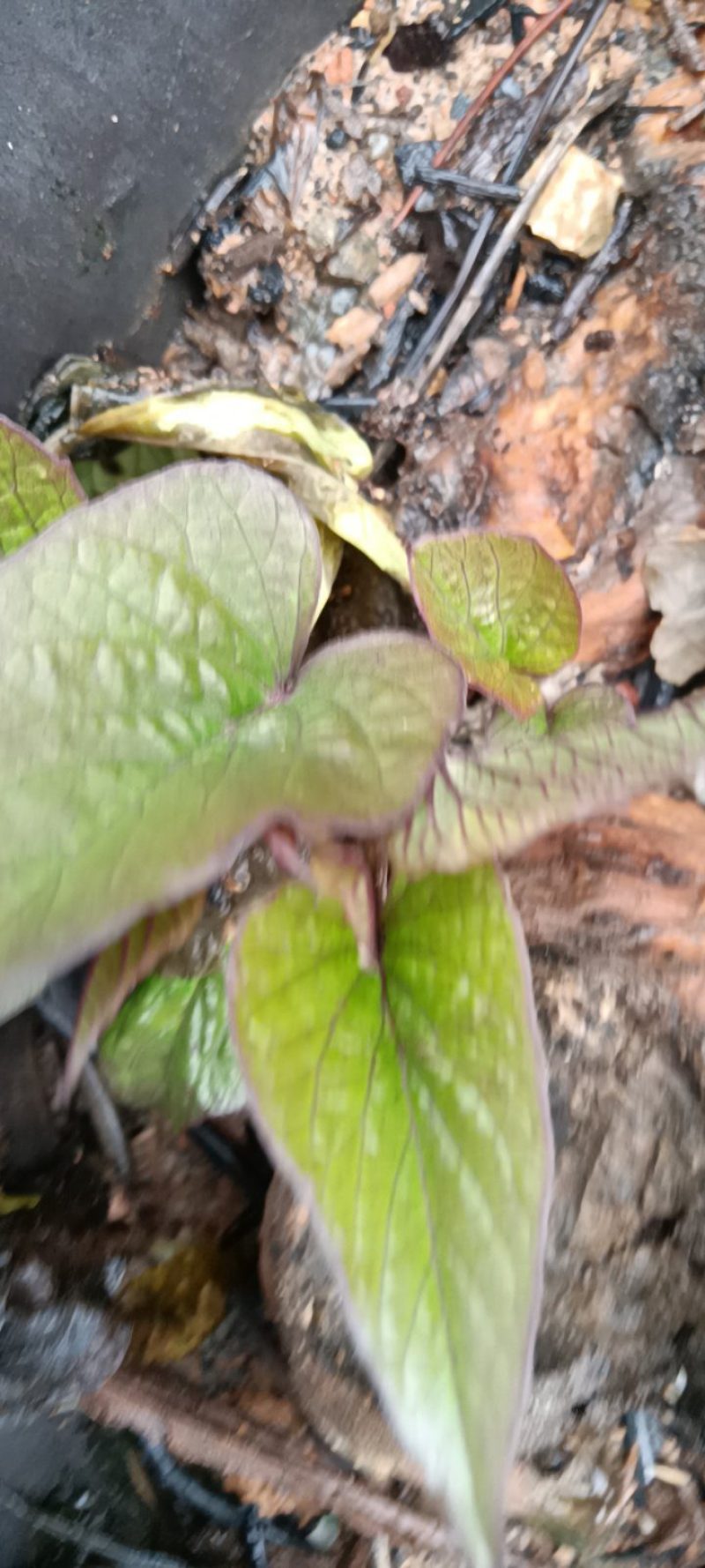来自农民自种的地爪叶苗，每盆为一件包邮。
