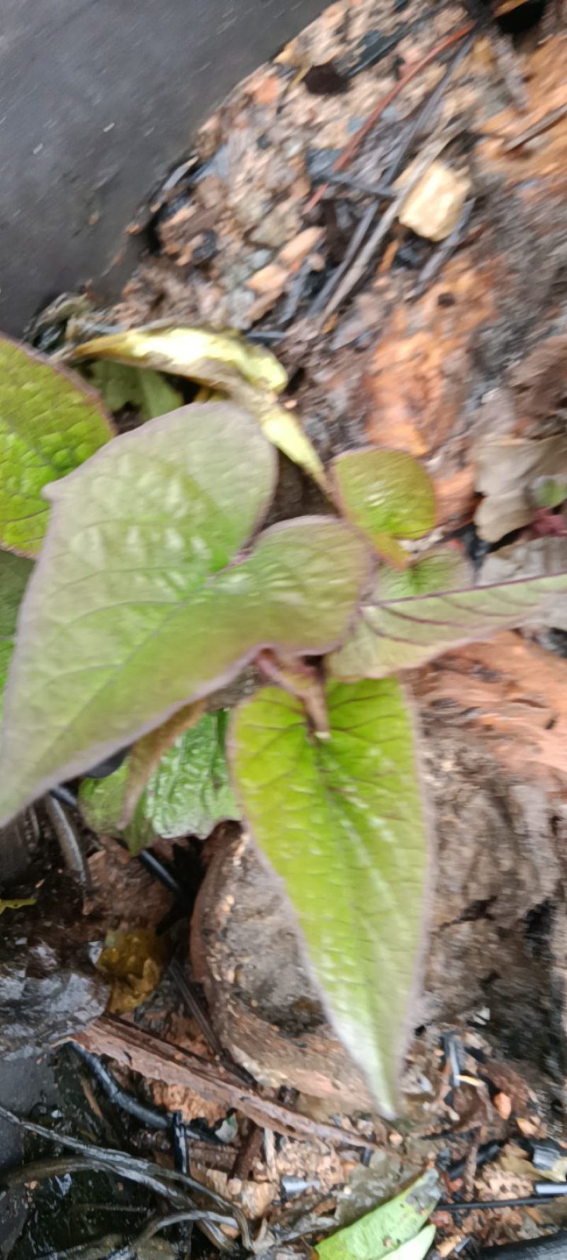来自农民自种的地爪叶苗，每盆为一件包邮。