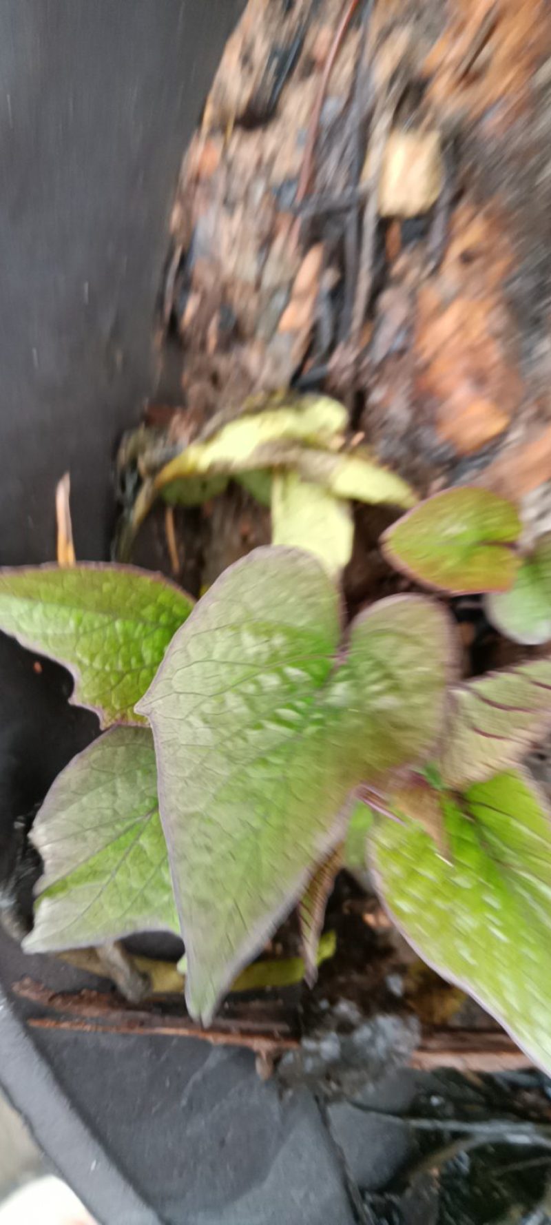 来自农民自种的地爪叶苗，每盆为一件包邮。