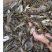 石斑鱼苗马口鱼苗水花3，4公分等……包送