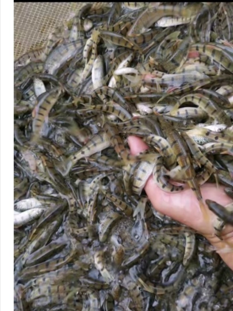 石斑鱼苗马口鱼苗水花3，4公分等……包送