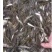石斑鱼苗马口鱼苗水花3，4公分等……包送