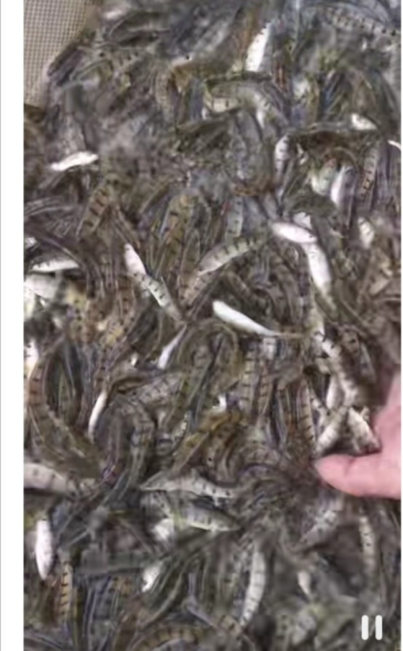 石斑鱼苗马口鱼苗水花3，4公分等……包送