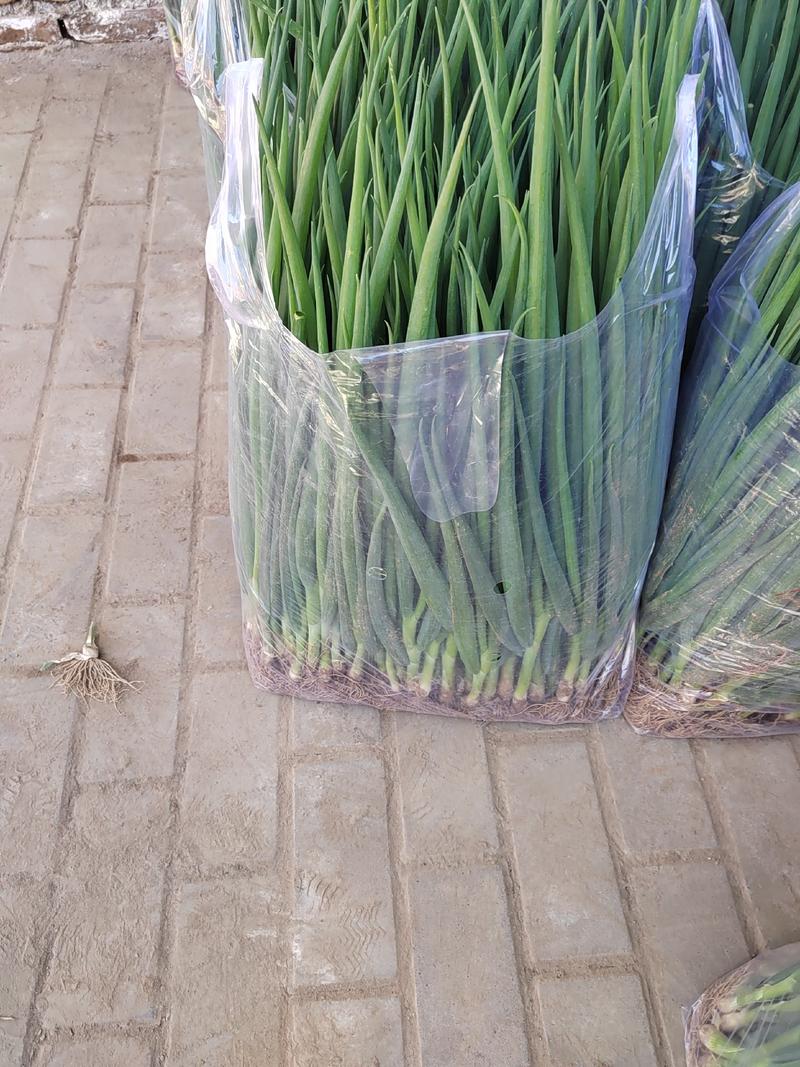 精选葱苗可鲜食可栽培叶绿大小匀称现货大量供应
