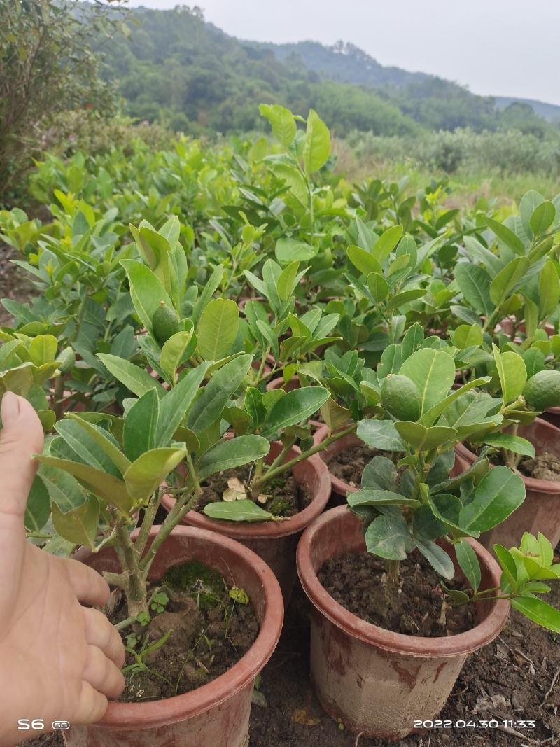 广东无籽香水柠檬苗