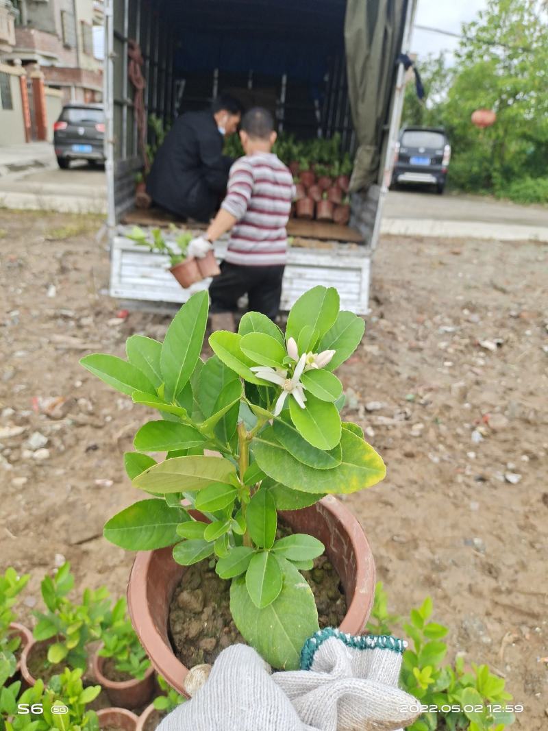 广东无籽香水柠檬苗