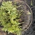 蔷薇花基地批发蔷薇花苗根系好成活率高优质花苗