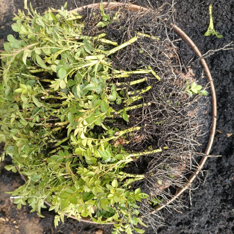 蔷薇花基地批发蔷薇花苗根系好成活率高优质花苗