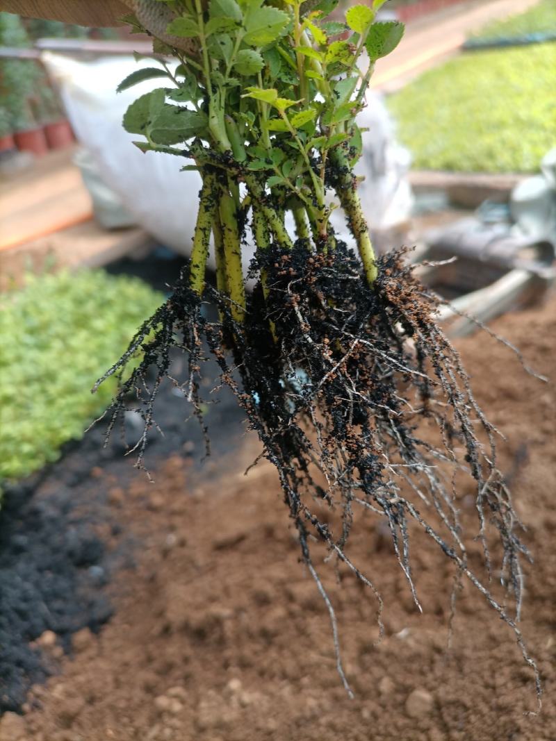 蔷薇花基地批发蔷薇花苗根系好成活率高优质花苗