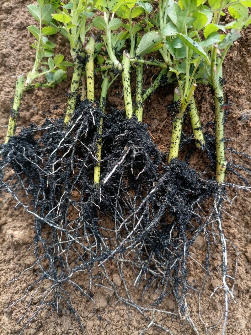 蔷薇花基地批发蔷薇花苗根系好成活率高优质花苗