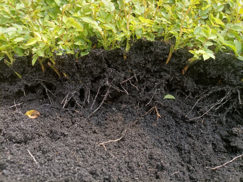 蔷薇花基地批发蔷薇花苗根系好成活率高优质花苗