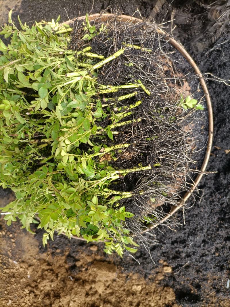 蔷薇花基地批发蔷薇花苗根系好成活率高优质花苗