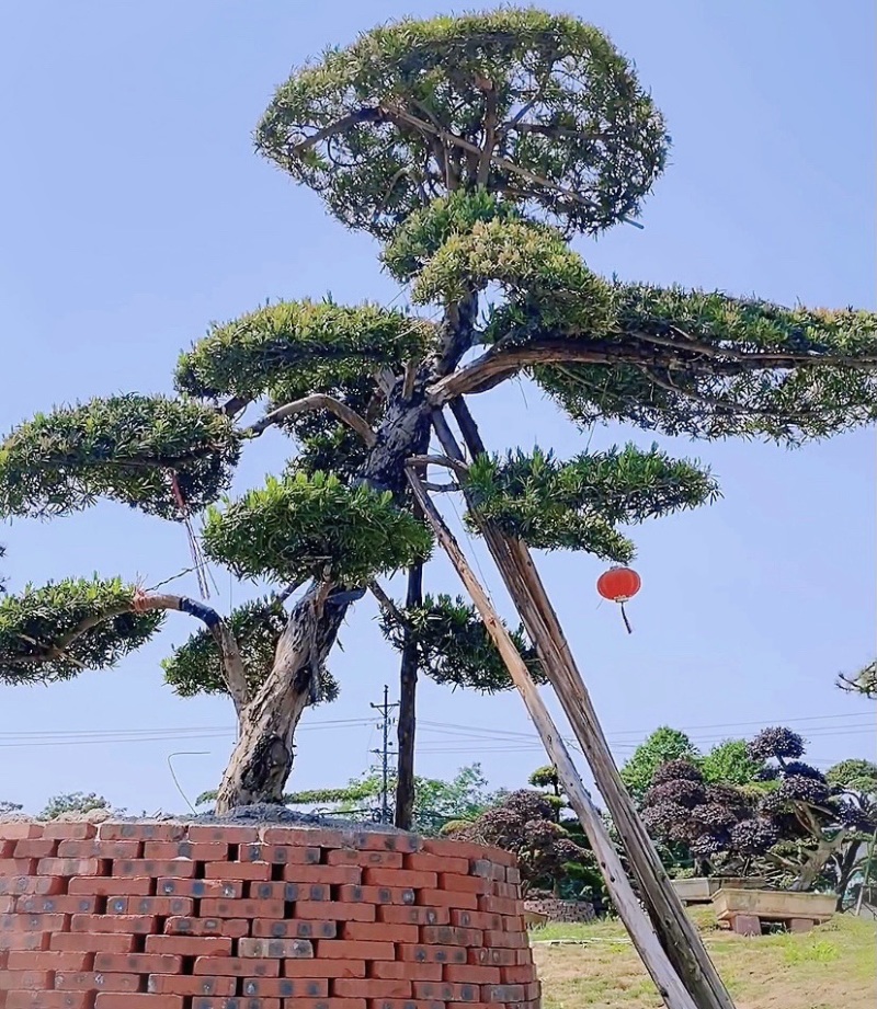 打造庭院、别墅、洋房精致绿化守护神（个性化精品罗汉松）