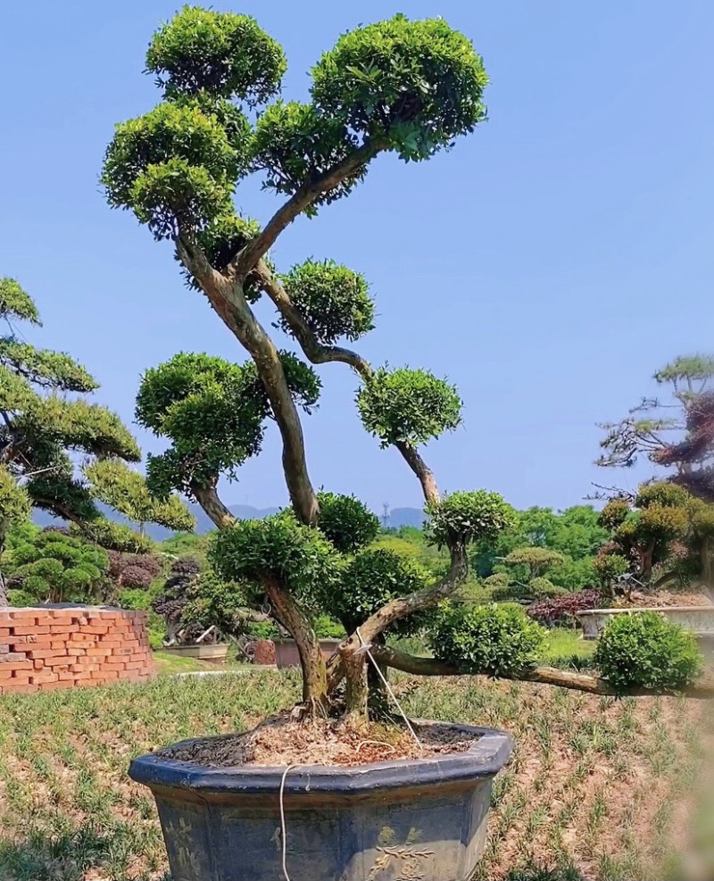 打造庭院、别墅、洋房精致绿化守护神（个性化精品罗汉松）